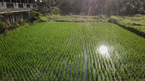 Palm and rice fields on the sunset Video stock 137573002