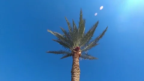 Palm and sky Stock Footage 83992984