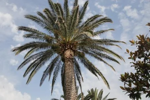 Palm and sky Stock Photos