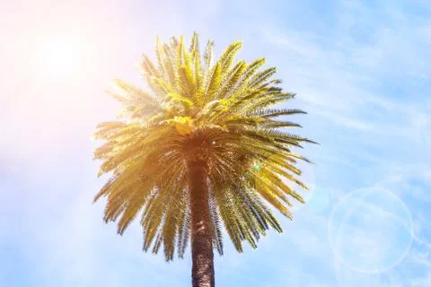 Palm and sun Stock Photos