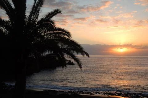 Palm and sunset Stock Photos