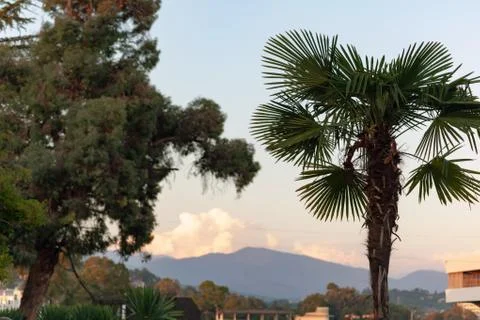 Palm and tree against the backdrop of the mountains Stock Photos