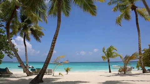 Palm and tropical beach Stock Footage 77142420
