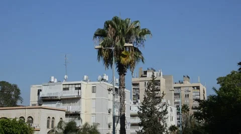 Palm on a background blue sky Stock Footage 40297558