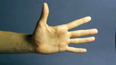 Palm on a background Stock Footage 68375026