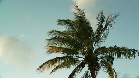 Palm backlight Stock Footage 735718