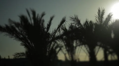 Palm backlight zoom Video stock 925762