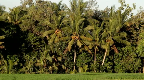 Palm in Bali Stock Footage 48667816
