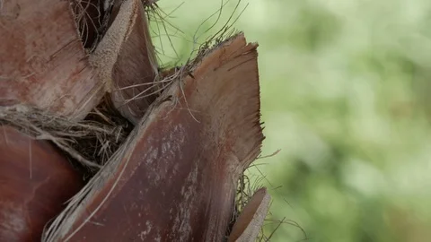 Palm bark close up 4k Stock Footage 92867887