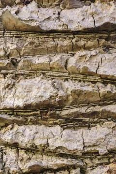 Palm bark close-up. Stock Photos