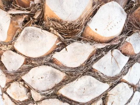 Palm bark forms Stock Photos