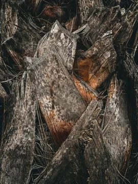 Palm bark. palm tree trunk in daylight natural colors Stock Photos