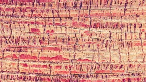 Palm bark pattern texture loop. Tropical tree trunk background. Exotic wood.. 스톡 동영상 224037390