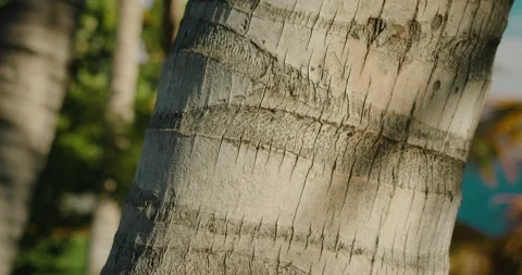 Palm bark pattern texture. Tropical tree trunk background. Exotic wood backdrop. 스톡 동영상 237723417