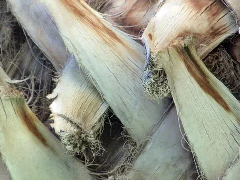 Palm Bark Foto stock