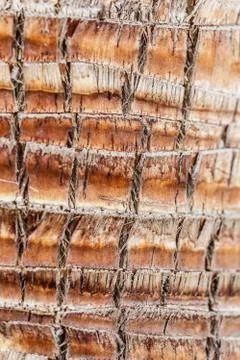 Palm bark Foto stock