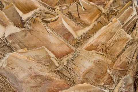 Palm bark Stock Photos