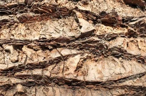 Palm bark Stock Photos