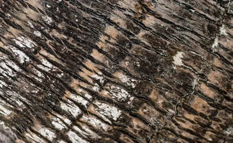 Palm Bark Stock Photos