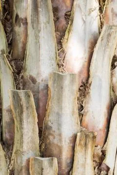 Palm bark Foto stock