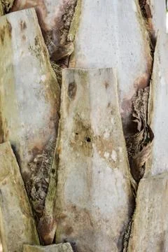 Palm bark Stock Photos