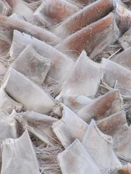 Palm bark Stock Photos