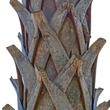 Palm Bark Stock Photos