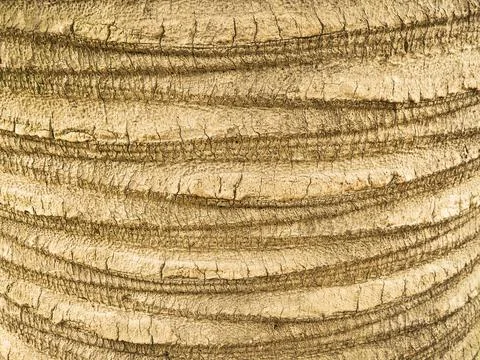 Palm bark 스톡 사진