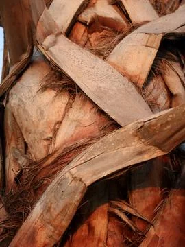 Palm bark surface of trunk. Foto stock