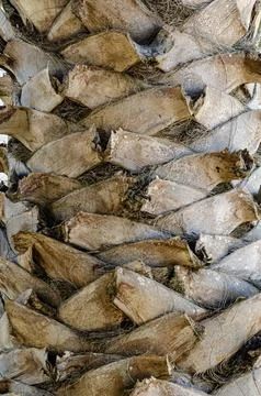 Palm Bark Texture featuring High resolution Background Natural Abstract Pat.. Stock Photos