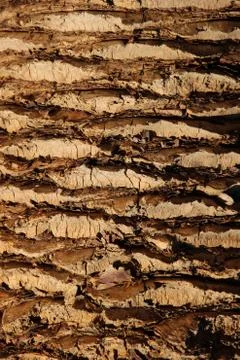 Palm bark texture 스톡 사진