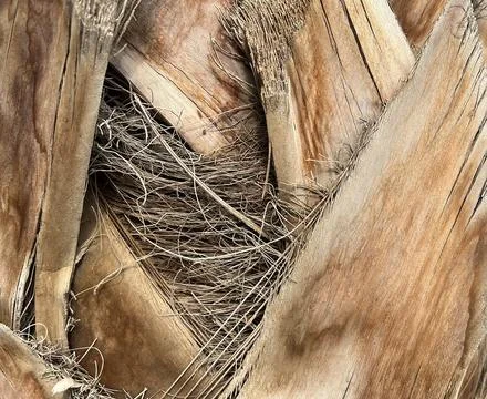 Palm bark texture Stock Photos