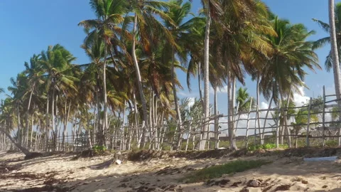 Palm beach and clear wave turquoise sea landscape Stock Footage 140581840