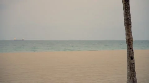 Palm on the beach. Blurry background. 8k beach backgrounds Stock-Footage 310014022