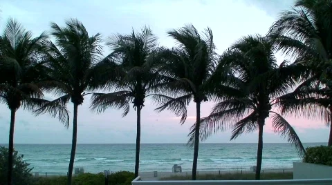 Palm Beach Video stock 624910