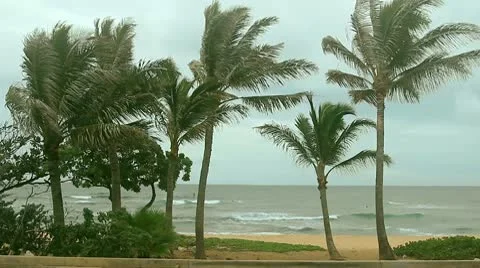 Palm on Beach Stock Footage 8995876