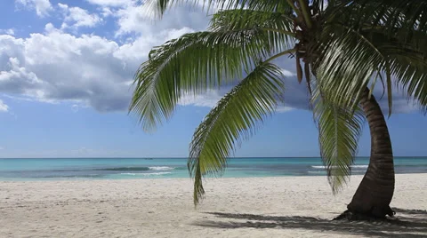 Palm on the beach Stock Footage 33691067
