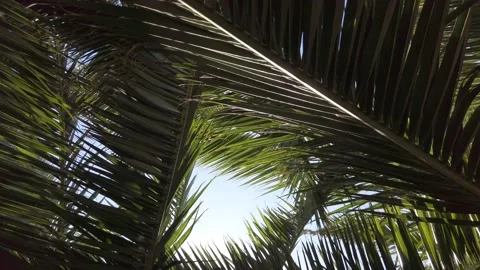 Palm beach Stock Footage 138650333
