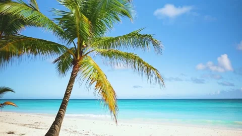 Palm beach landscape in Cuba. White sand and turquoise sea in sunny summer day. Stock Footage 235106969