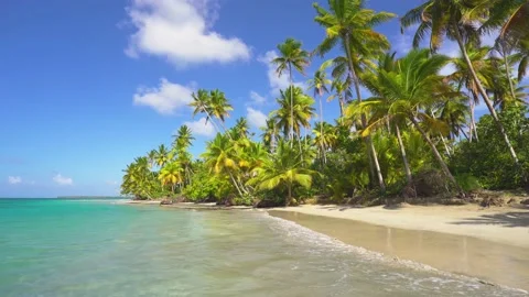 Palm beach landscape.  Stock Footage 204016652