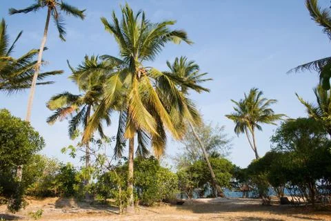 Palm beach Stock Photos
