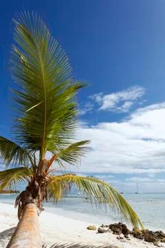 Palm on the beach Stock Photos