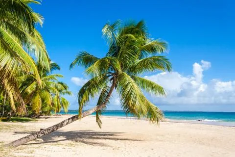 Palm beach Stock Photos