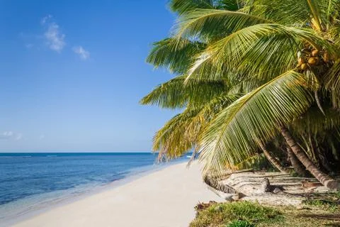 Palm beach Stock Photos