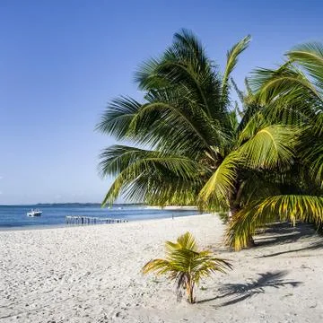 Palm beach Stock Photos