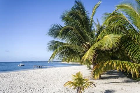 Palm beach Stock Photos