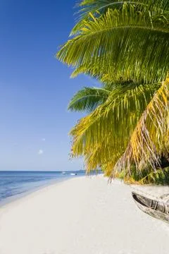 Palm beach Stock Photos
