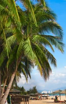 Palm beach Stock Photos
