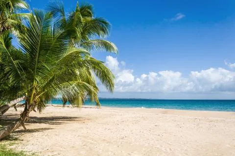 Palm beach Foto stock