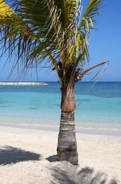 Palm on the Beach Stock Photos